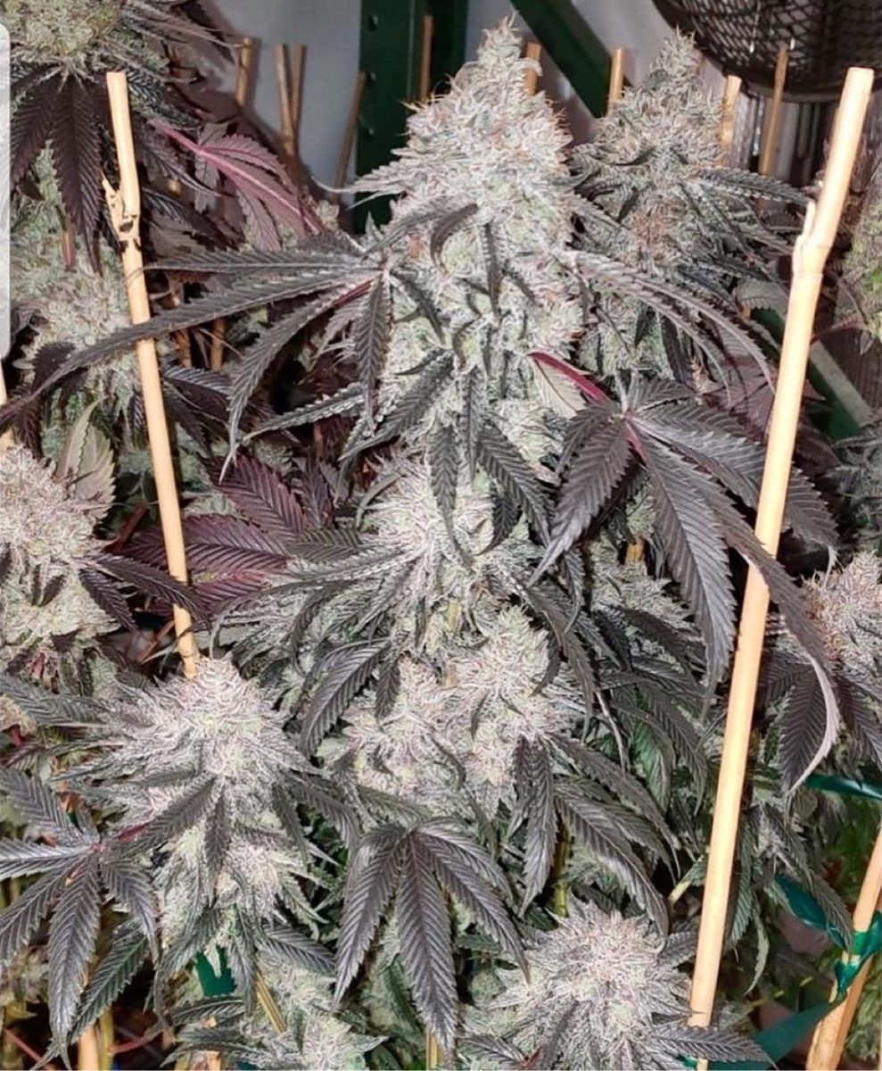 Relentless Cherry Cookie BX2 Goose Seeds