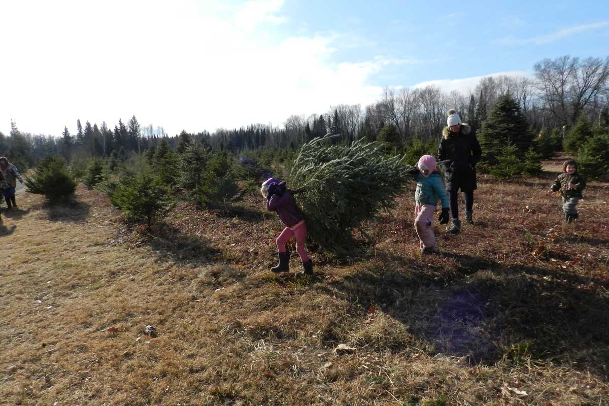 Find the Perfect Christmas Tree Farm Near Oshkosh! Go Oshkosh Kids