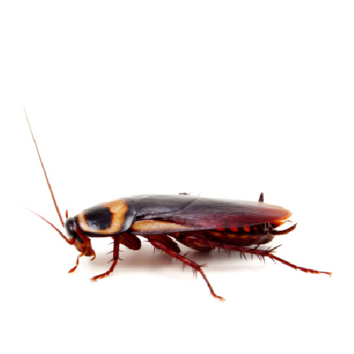 Cockroaches Exterminator in Ontario Cockroach Control in Ottawa and