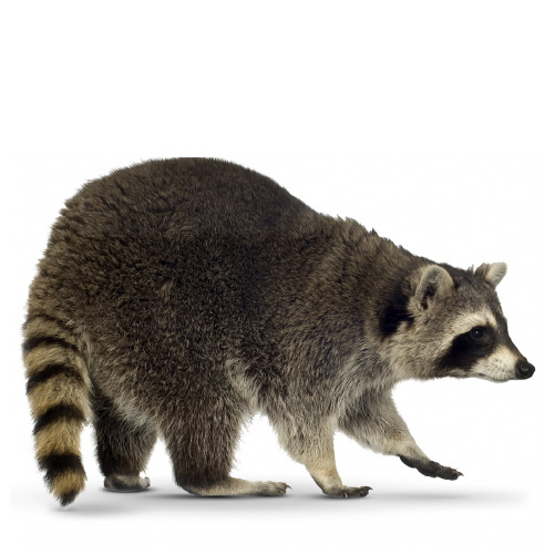 Ottawa (NCR) Exterminators Pest Control Services in Ottawa Animal