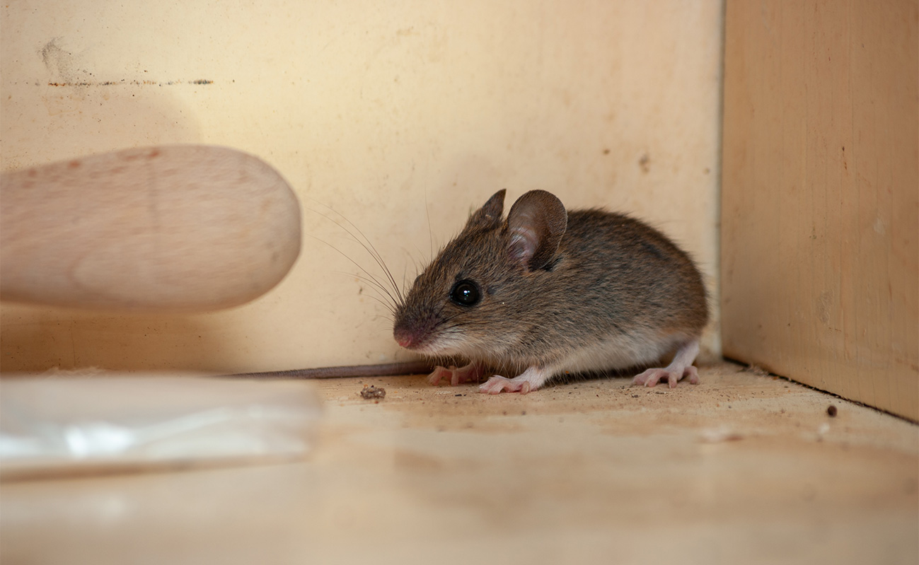 How To Tell The Difference Between Mice and Rats Which Rodent Is