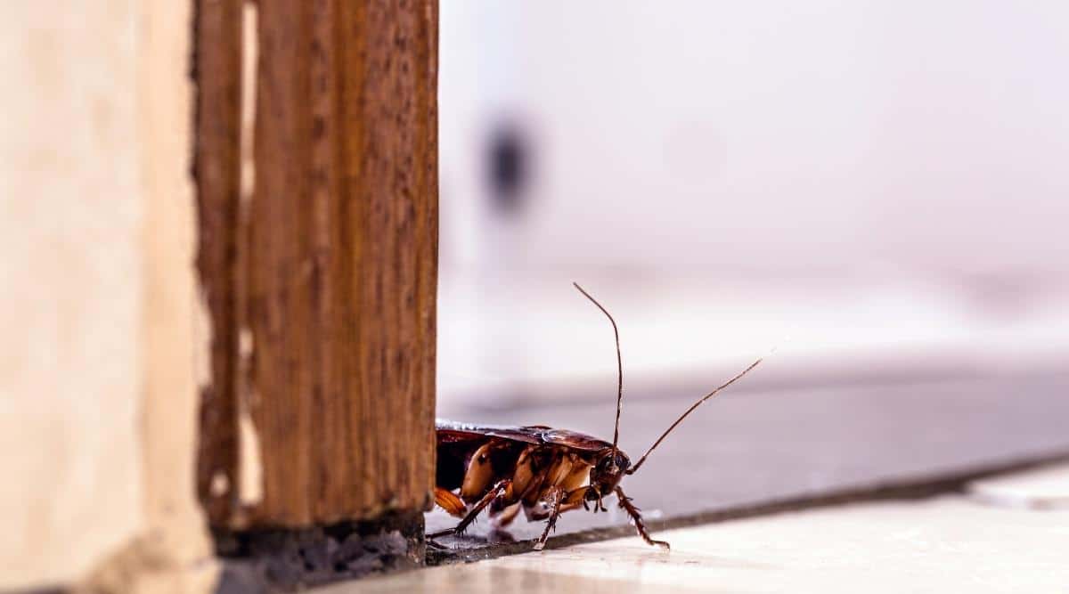 What Attracts Cockroaches? 10 Things That Attract Them To Your Home