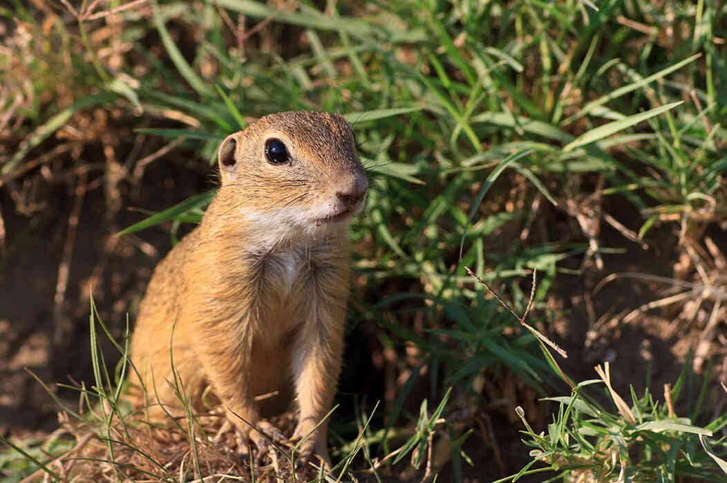 Learn About Us At The Gopher Guy