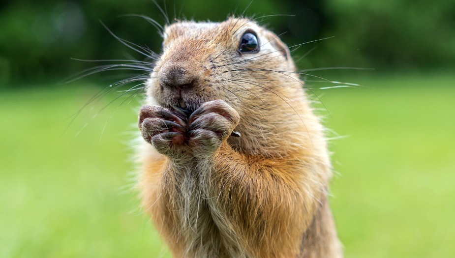 Gopher bites do gophers bite humans? Gopher Nuts