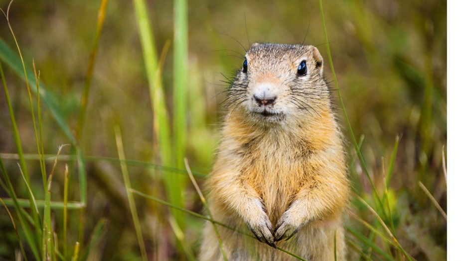 What do Gophers Eat? Top 6 Gopher Foods Gopher Nuts