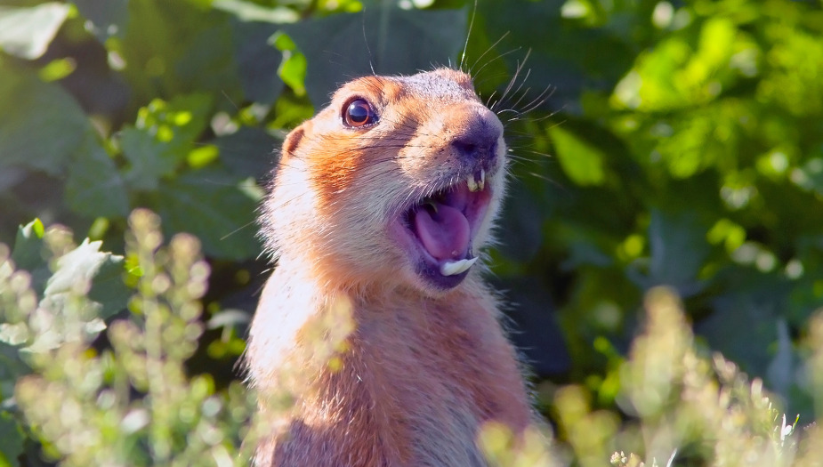 Are Gophers Blind? 10 Interesting Facts About Gophers