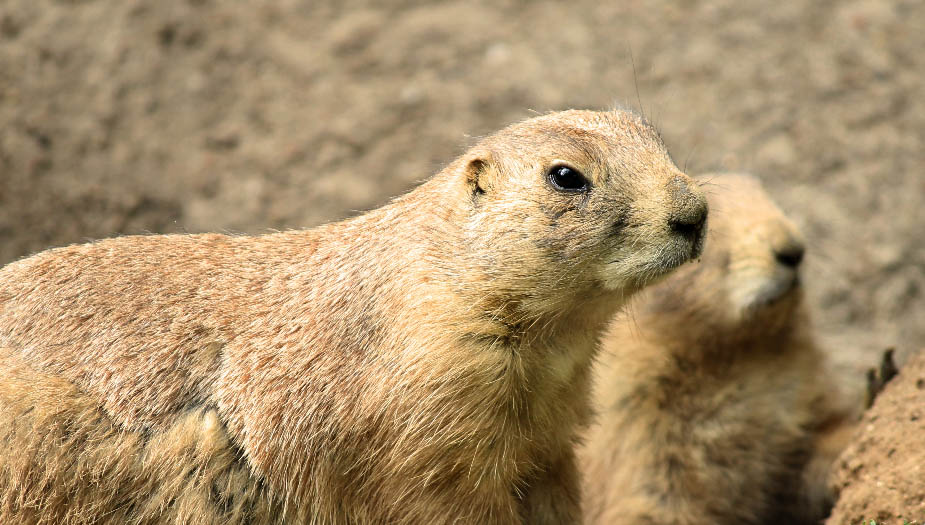 How Do Gophers Communicate With Each Other? Gopher Nuts