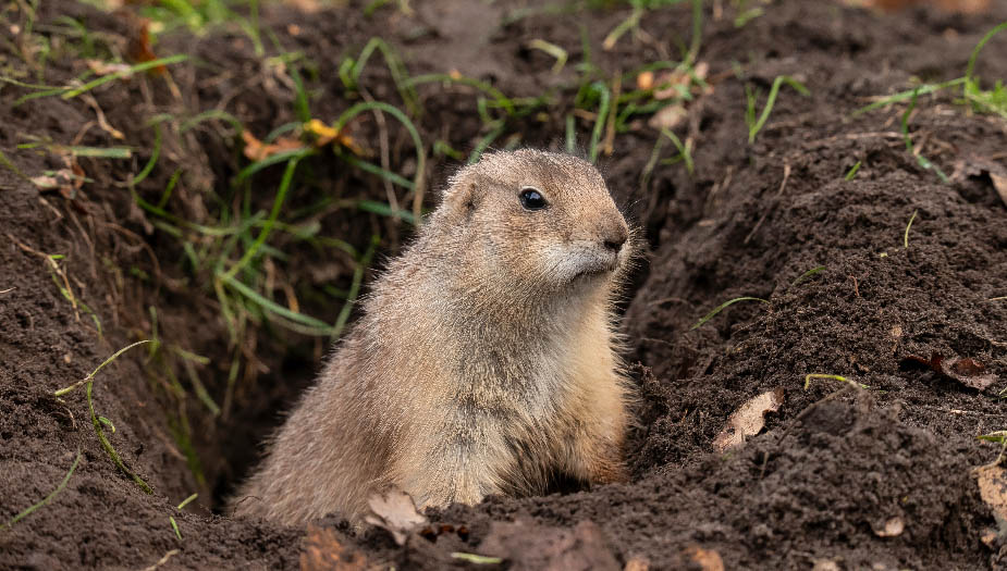 What Animal Is Related To A Gopher? Gopher Nuts