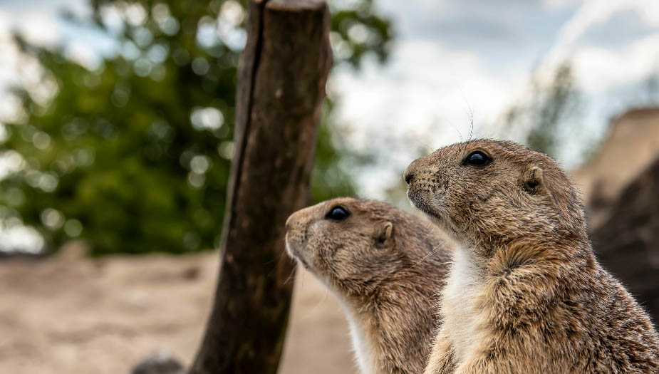 How Can You Tell How Many Gophers You Have? Gopher Nuts