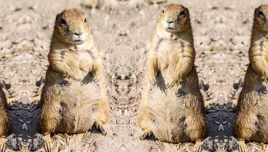 How Many Gophers Live Together? Gopher Social Structure Gopher Nuts