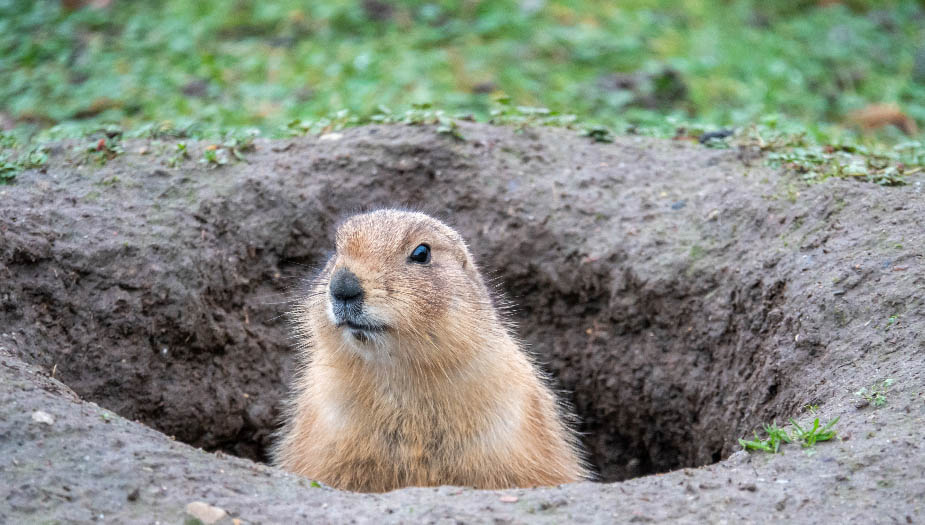 How Can You Tell If There Is A Gopher In It’s Hole? Gopher Nuts