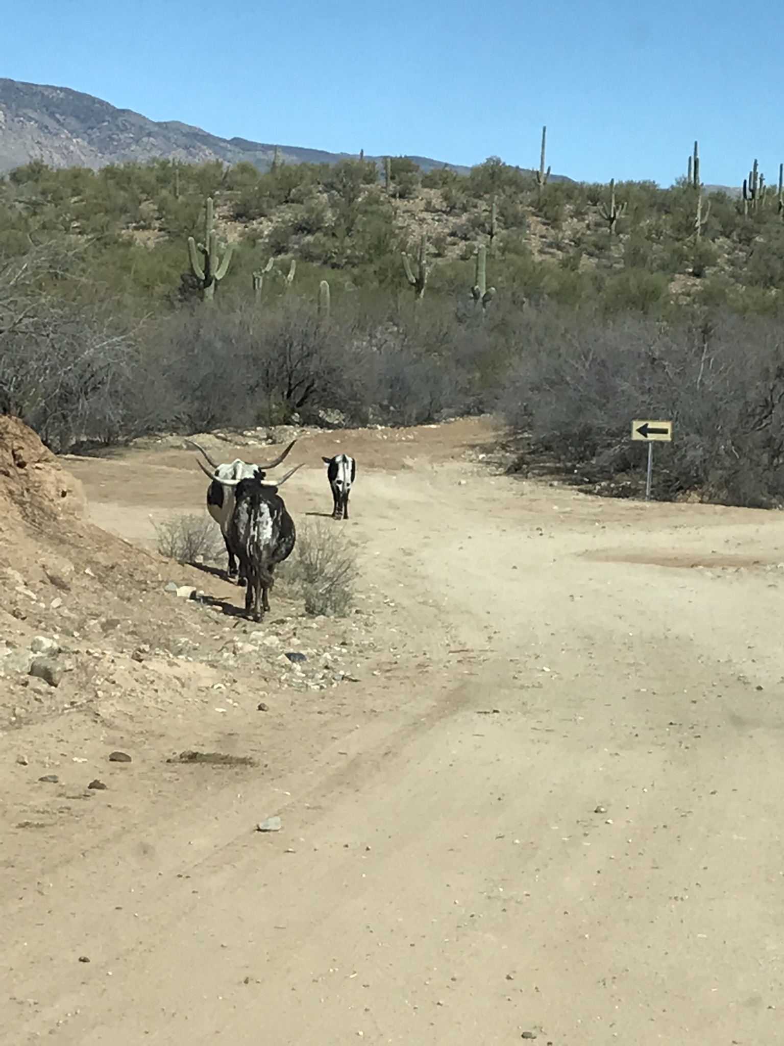 Ride Story Wickenburg Land of the Sun 50, Feb 2022 Go Pony • Go the Distance