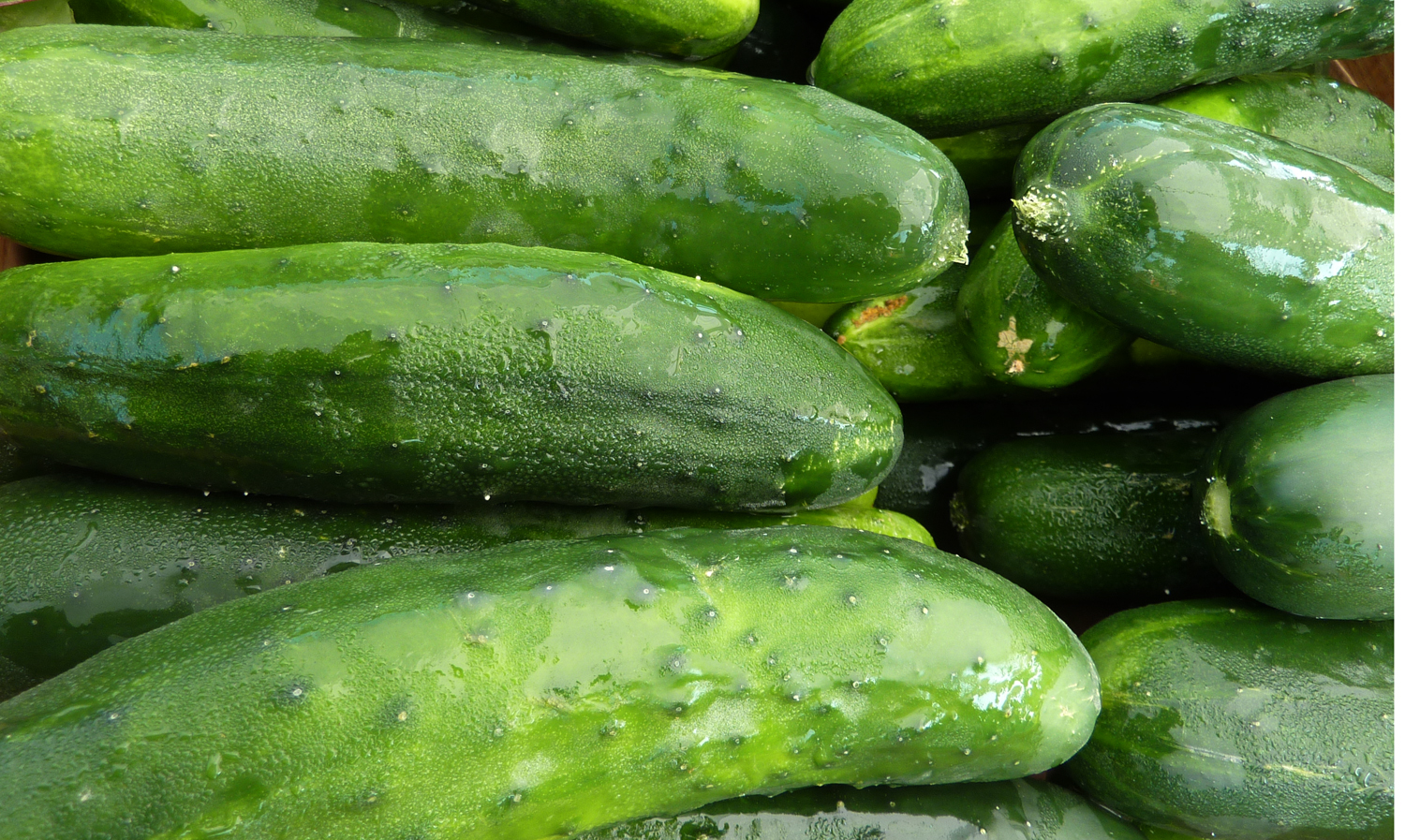 Benefits of Cucumber GOQii