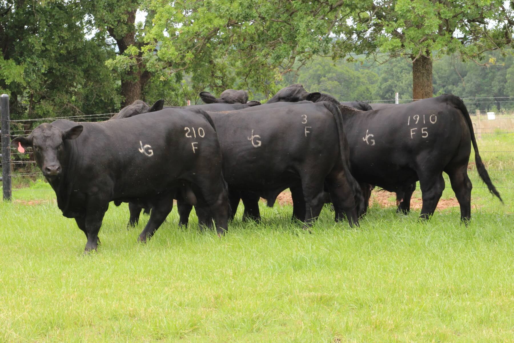Home Gorczyca & Son Brangus Harrah, Oklahoma