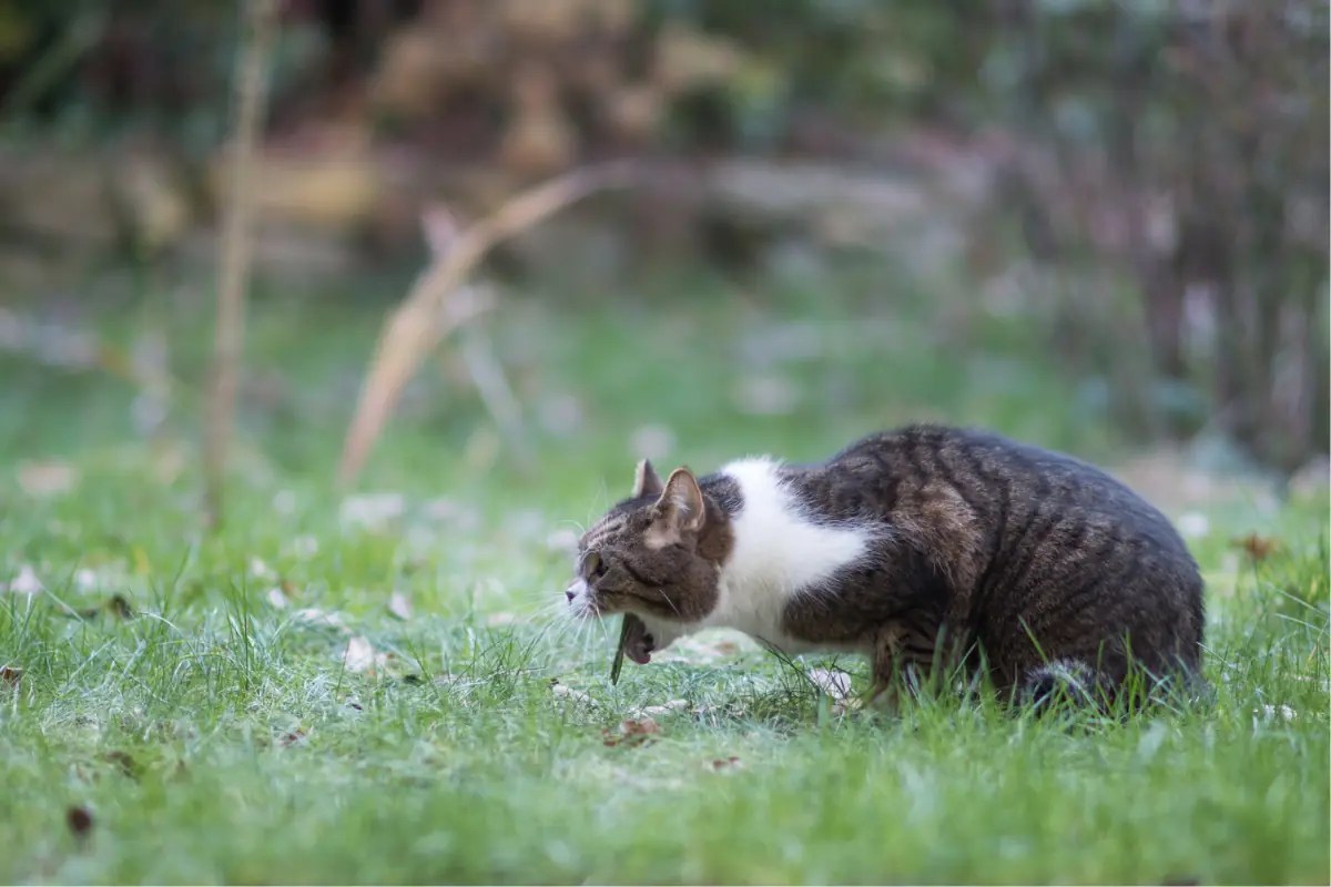 Understanding Vomiting in Cats and Effective Treatment Gordon Road