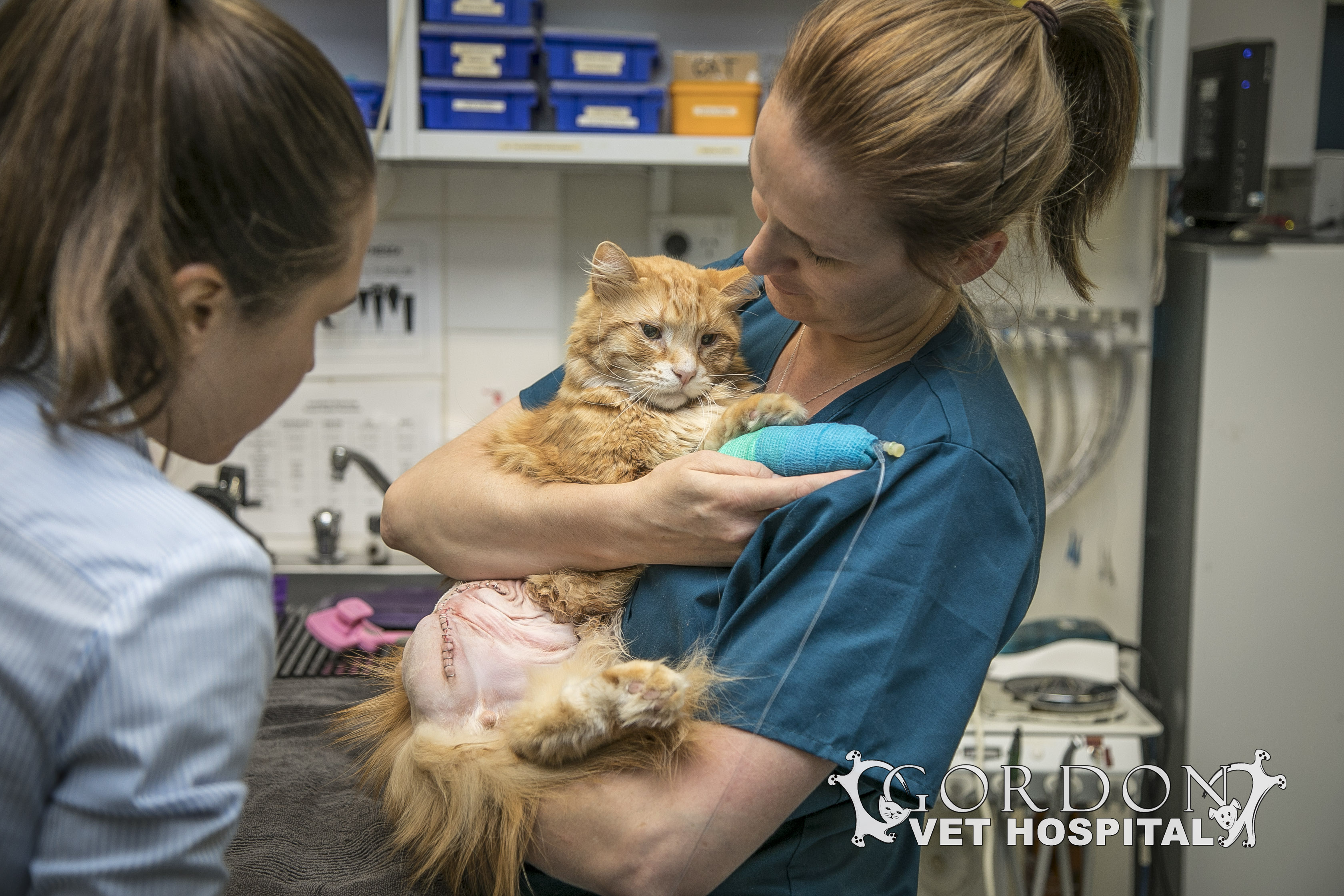 Mango amputation2 Gordon Vet