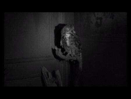 Spider Baby Goregirl S Dungeon