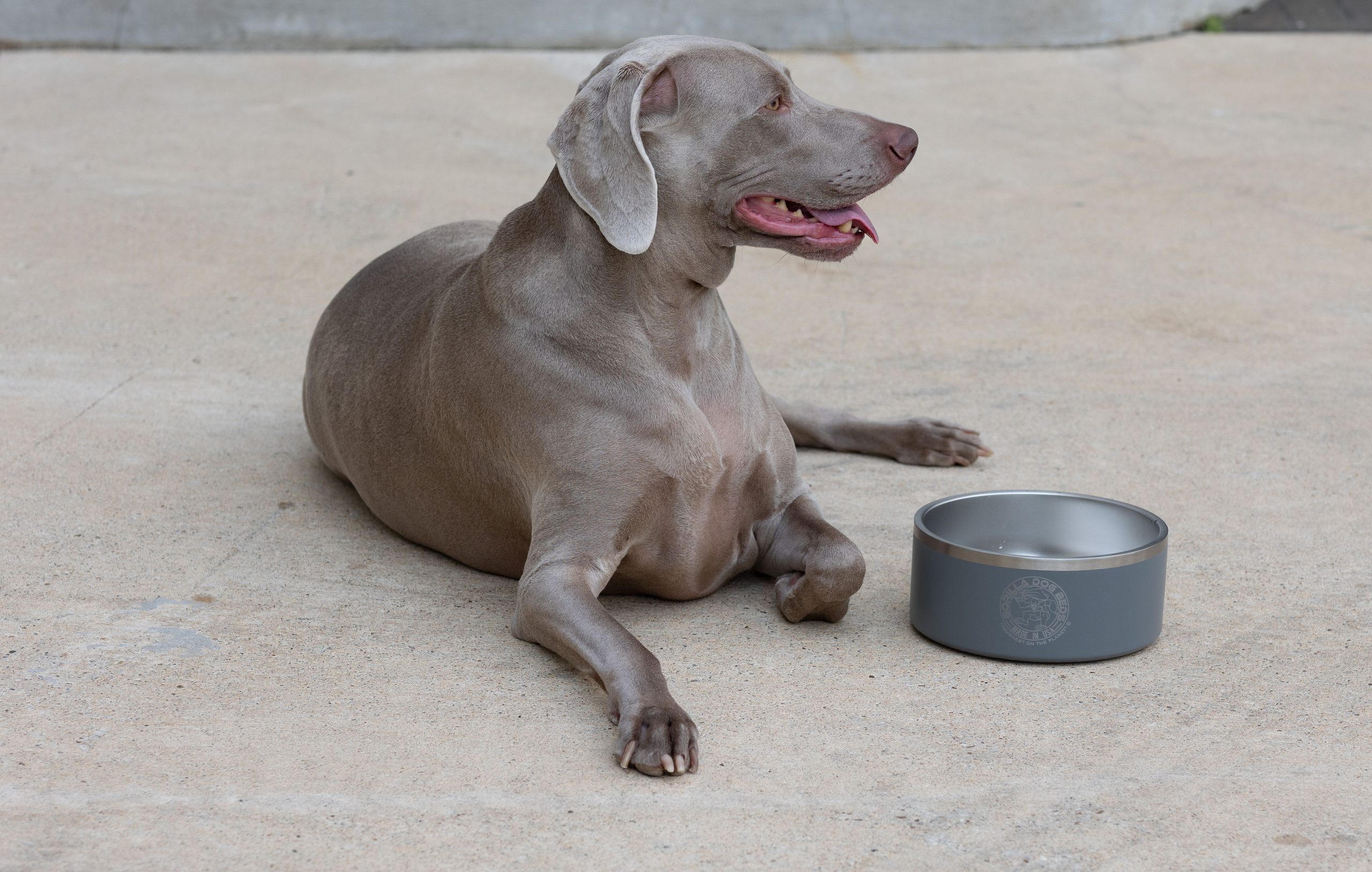 Premium Dog Bowls Chew Proof Dog Beds