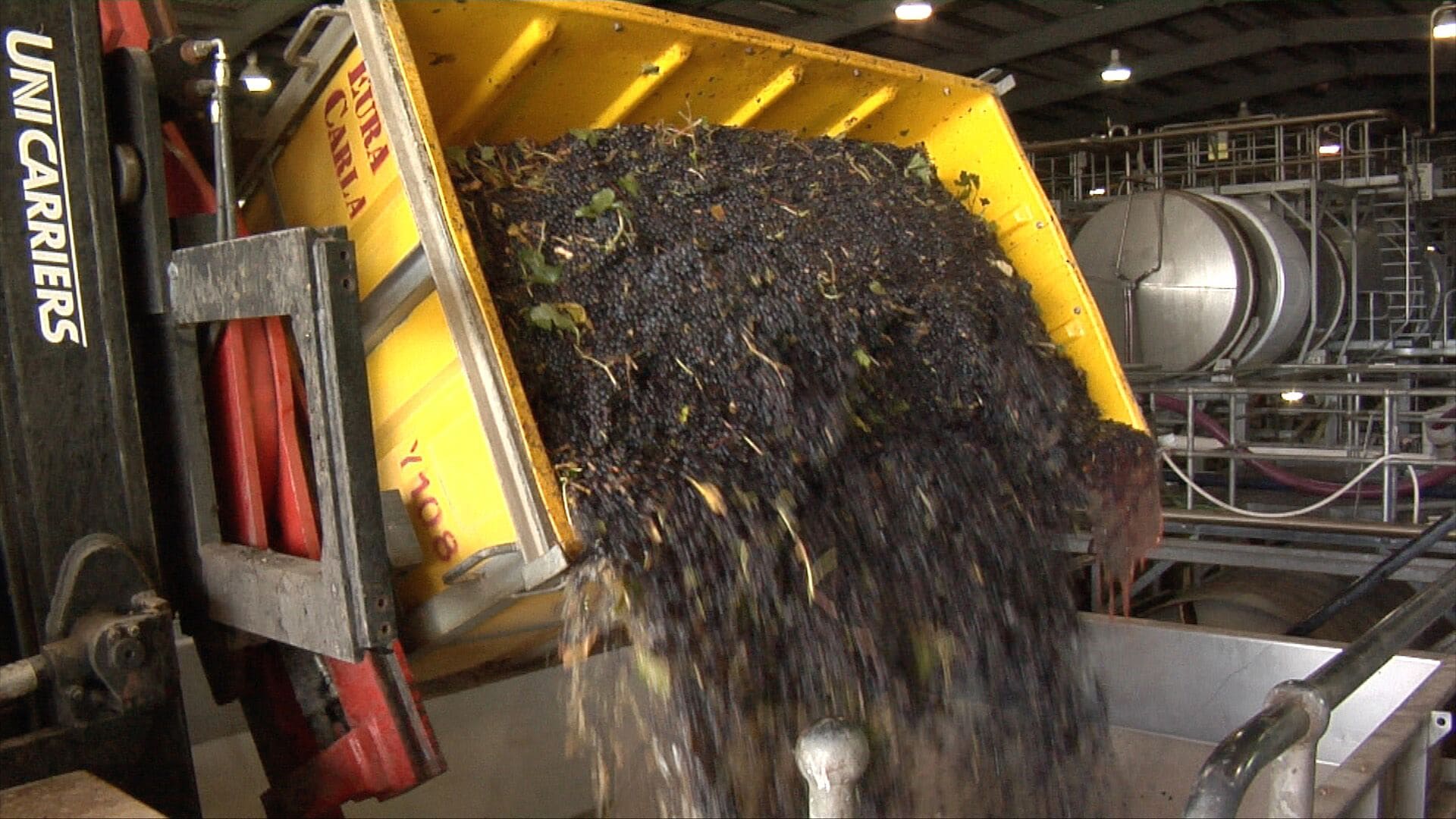 Grape Bins Wine & Coffin Harvest Bins Australia Gorilla Products