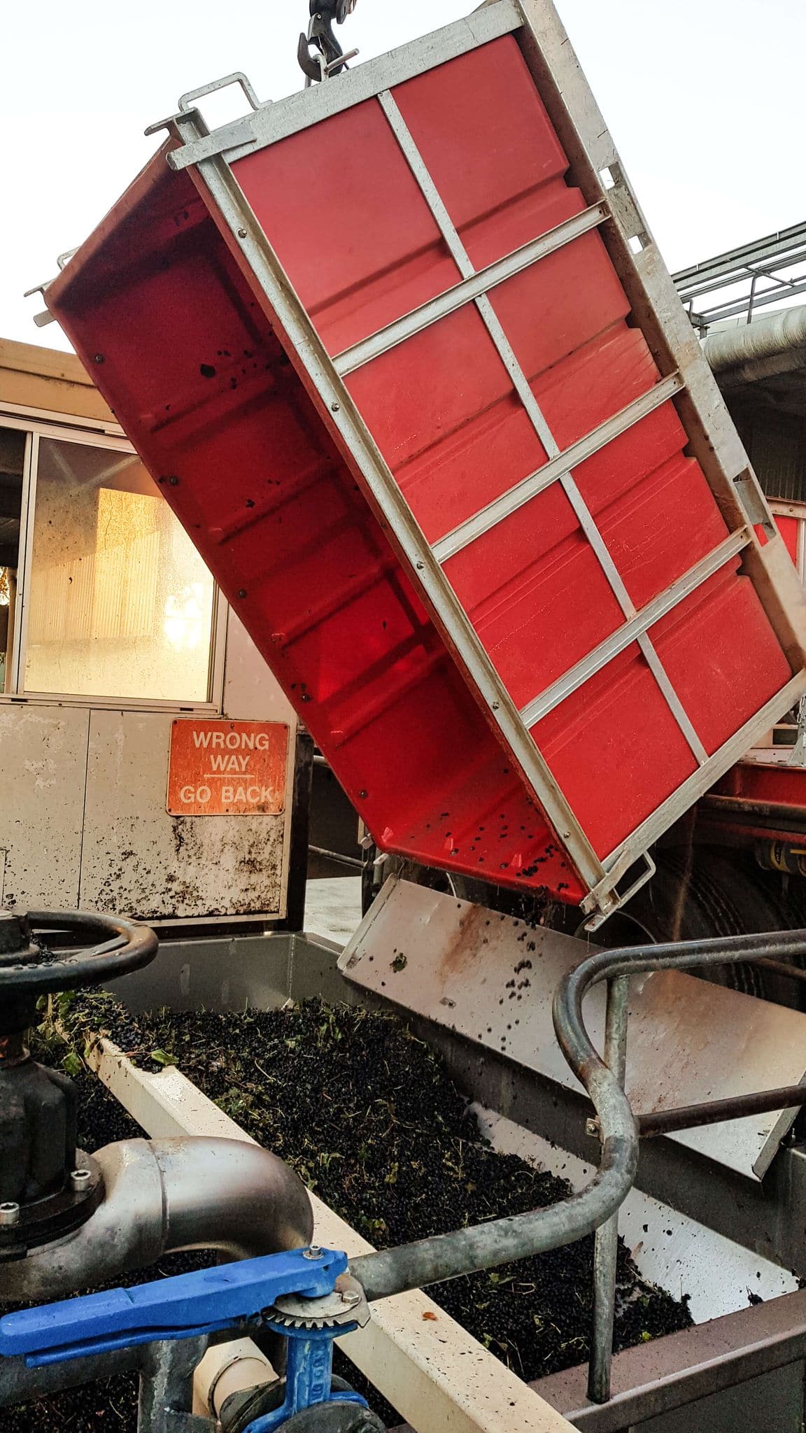 Grape Bins Wine & Coffin Harvest Bins Australia Gorilla Products