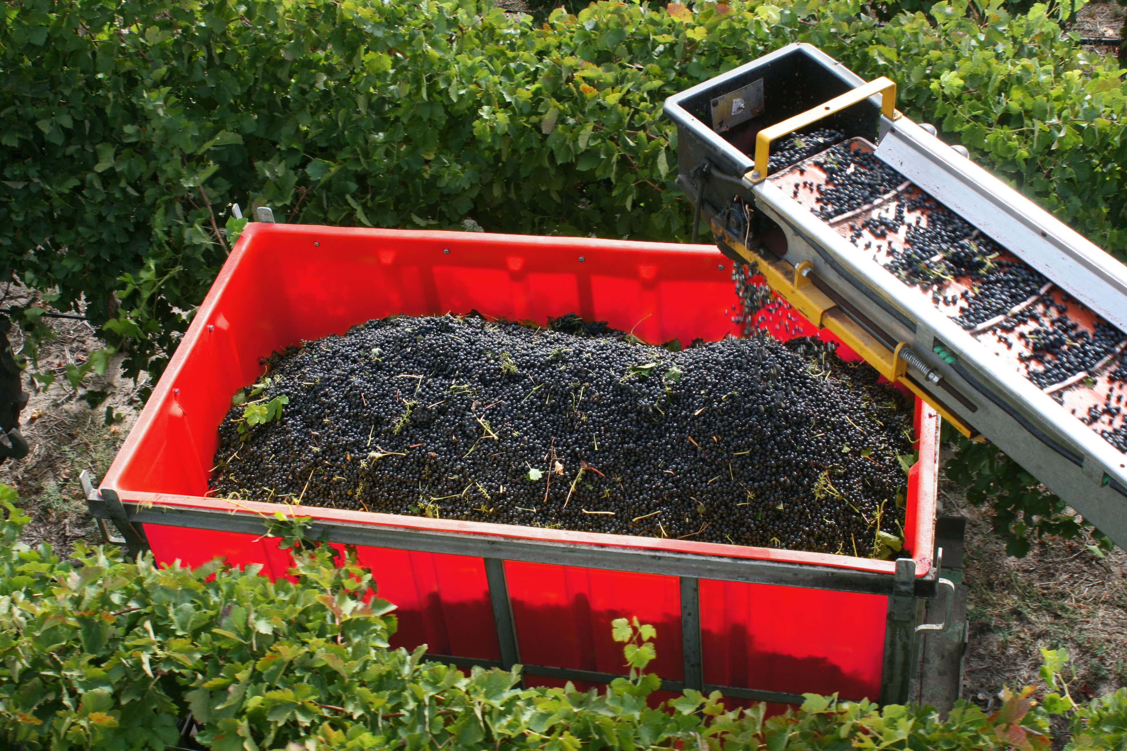 Grape Bins Wine & Coffin Harvest Bins Australia Gorilla Products