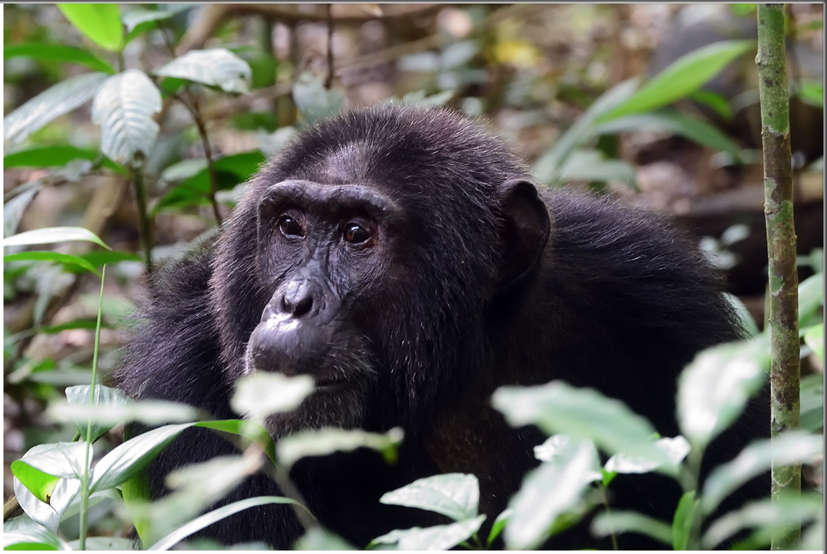 Chimpanzee Habituation Fees And Prices Permit In Kibale Forest Uganda