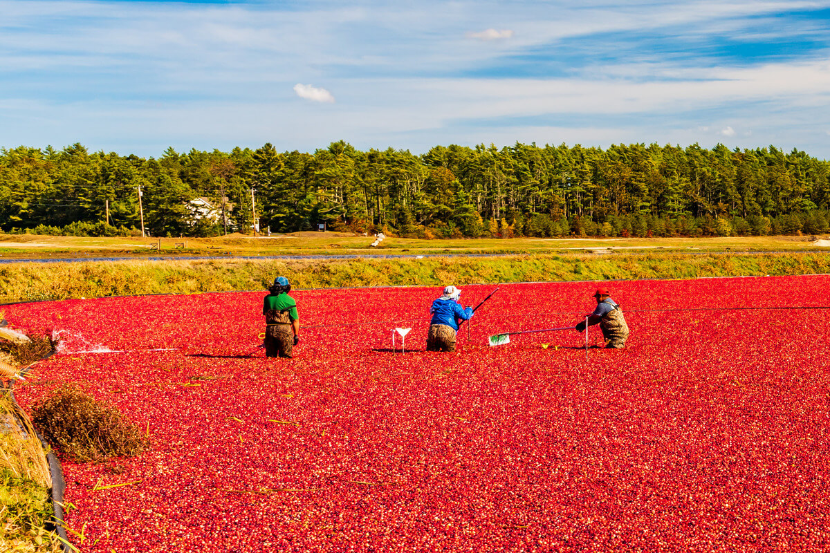 Eagle River Cranberry Fest GO Riteway