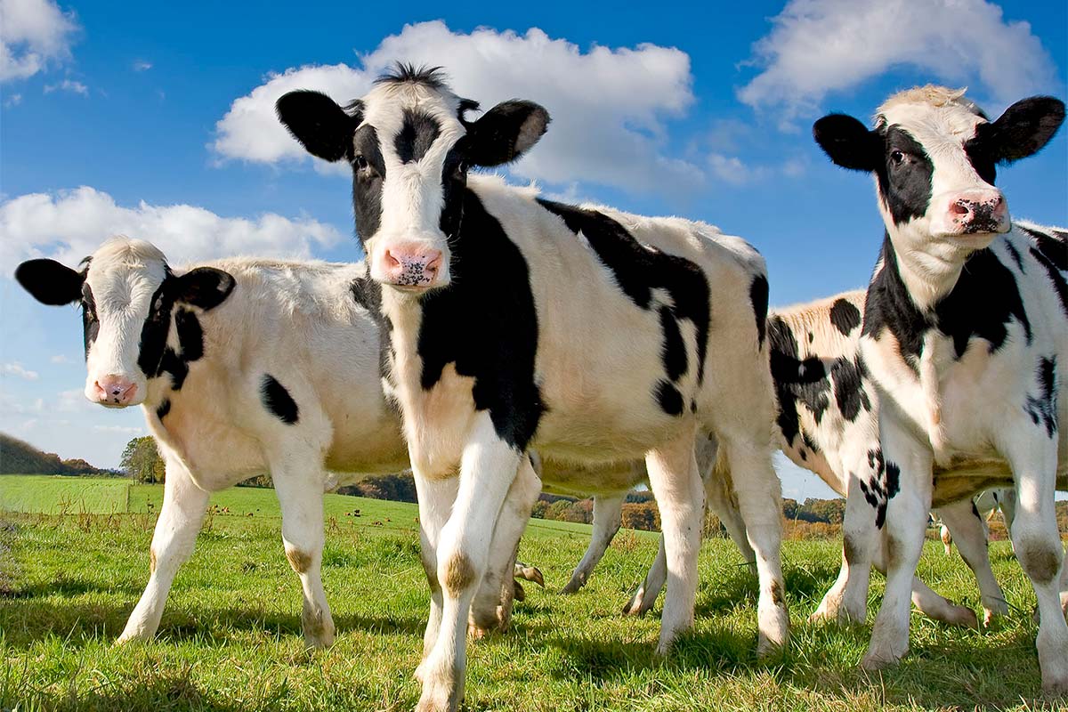 Home Gormley Agri Quality Feed and Farm Supplies