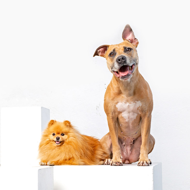 ROCKETO Healthy And Convenient Organic Dog Food Delivered