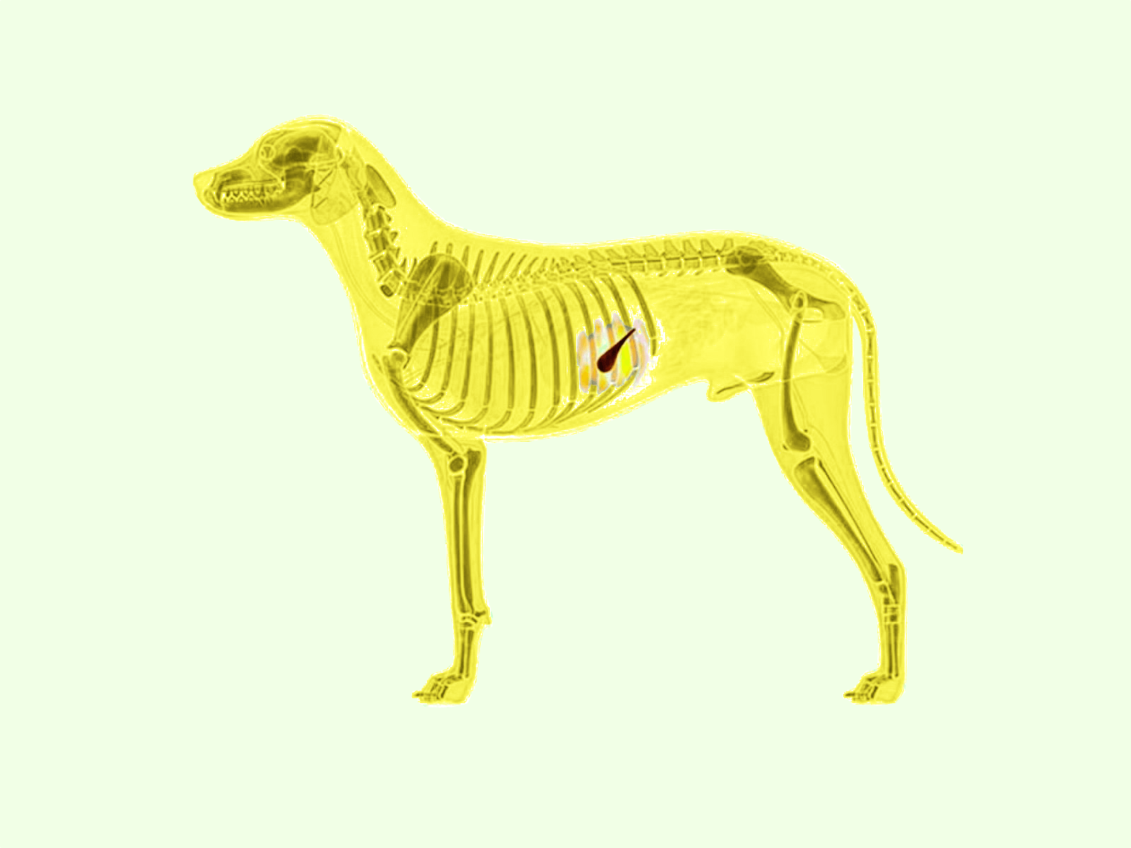 What Can Cause A Flare Up Of Pancreatitis In Dogs