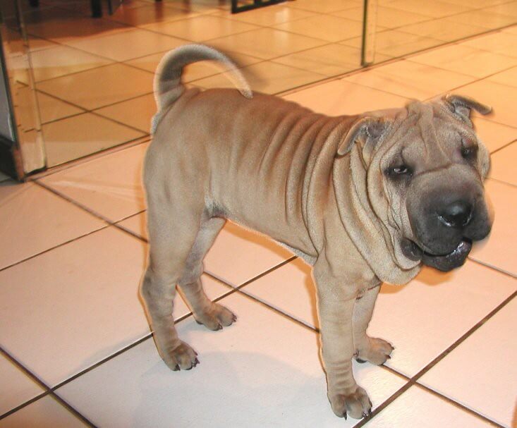 Best Organic Raw Dog Food for Chinese SharPeis in UK