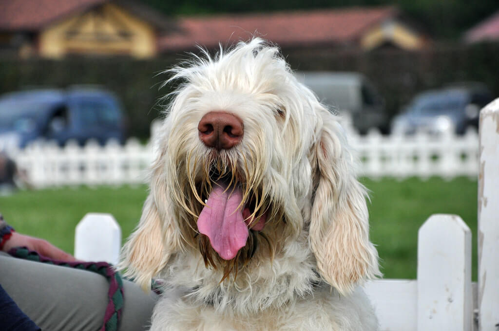 Best Organic, Raw Spinoni Italiani Dog Food ROCKETO