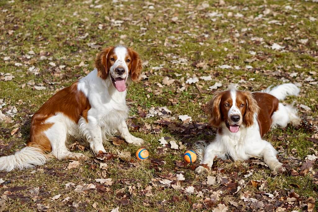Best Organic Raw Dog Food for Irish Red And White Setters in UK