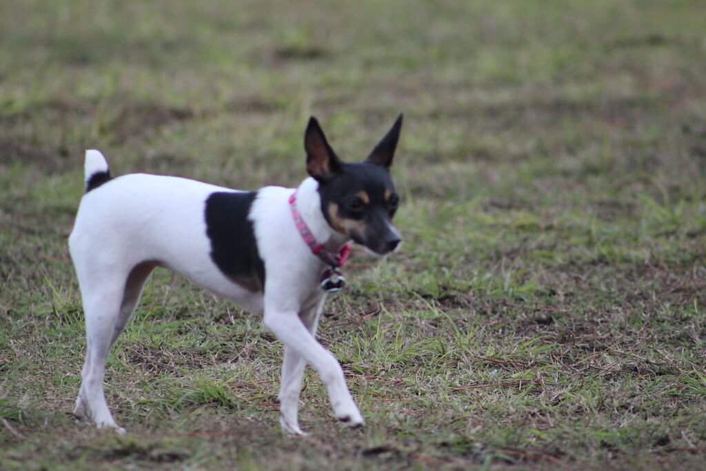 Best Organic Raw Dog Food for Toy Fox Terriers in UK