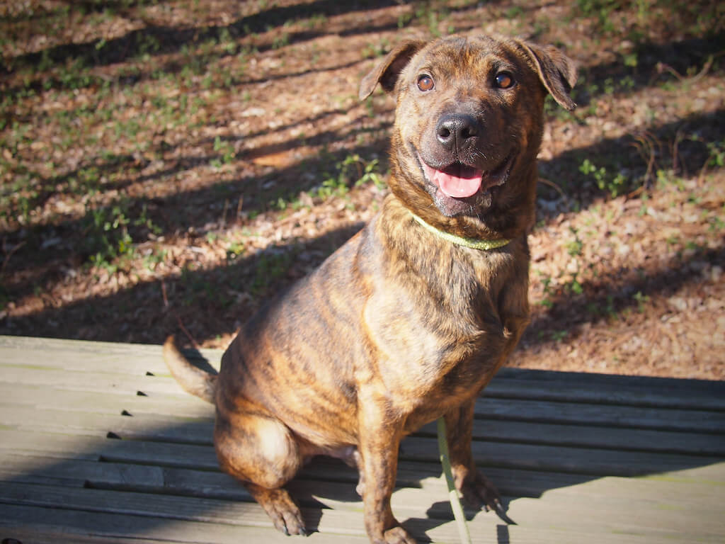 Best Organic Raw Dog Food for Plotts in UK