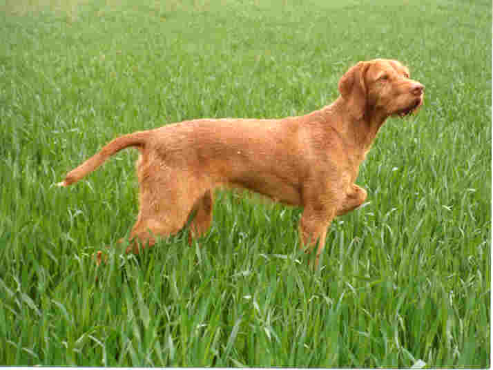 Best Organic Raw Dog Food for Wirehaired Vizslas in UK