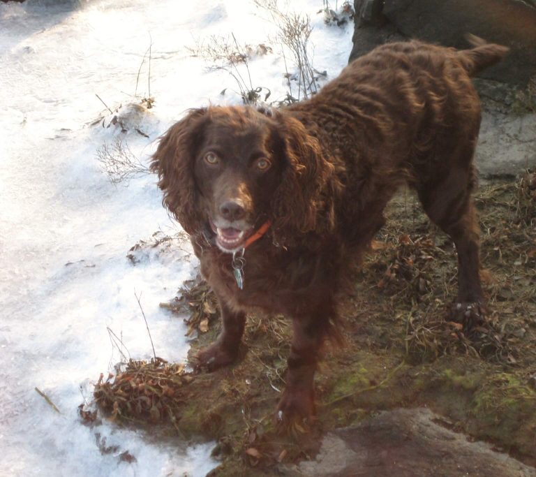 Best Dog Food for Boykin Spaniel Houndeat