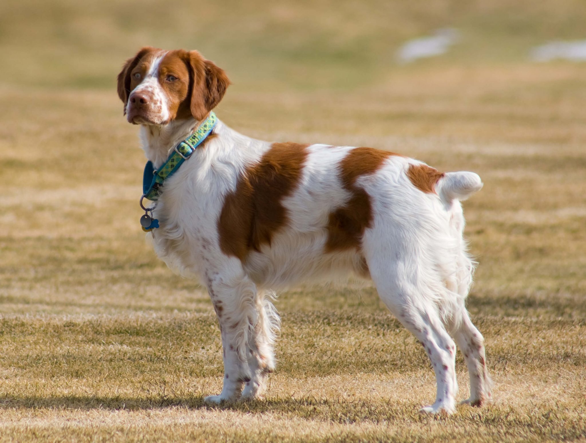 Best Organic, Raw Brittany Dog Food ROCKETO