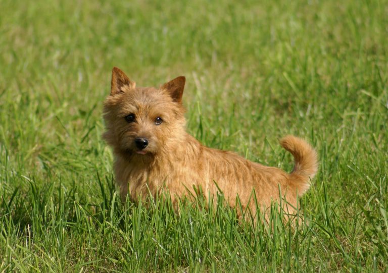 Best Organic Raw Dog Food for Norwich Terriers in UK
