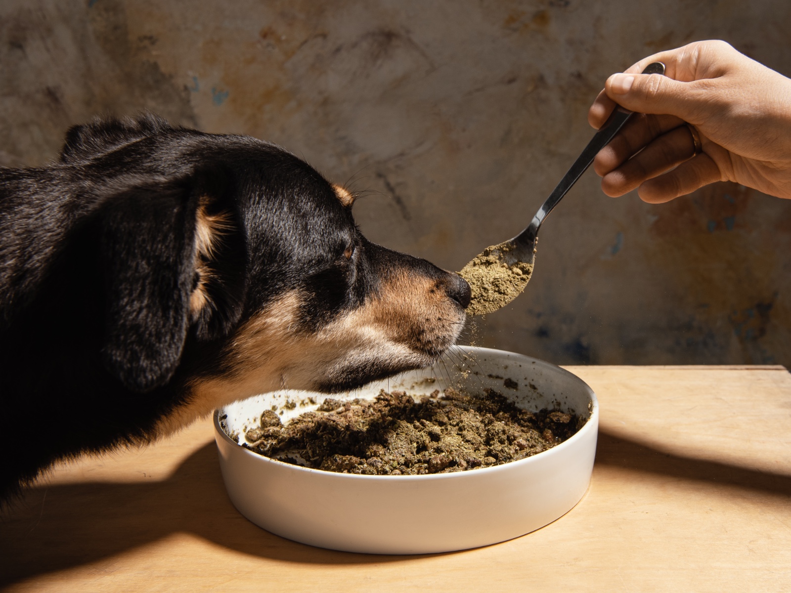 Can Dogs Eat Plant Based