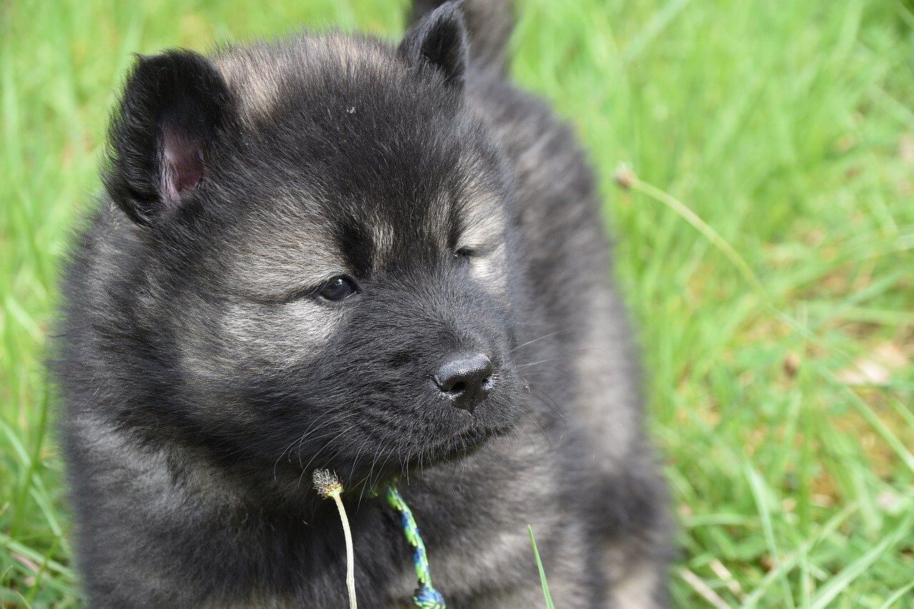 Best Organic Raw Dog Food for Norwegian Elkhounds in UK