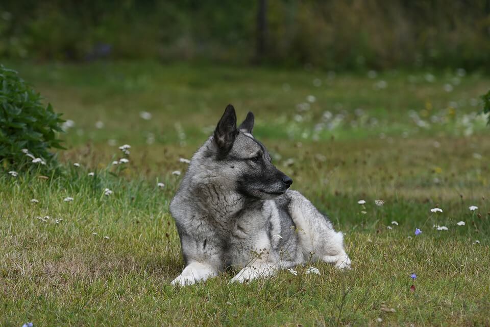 Best Organic, Raw Norwegian Elkhound Dog Food ROCKETO