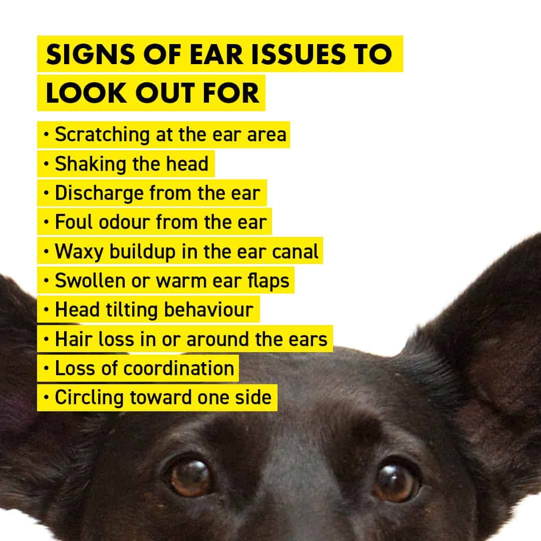 TIPS ON KEEPING YOUR DOGS EARS IN TIP TOP SHAPE ROCKETO