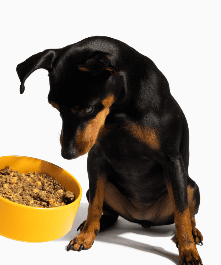 Organic Beef AirDried Dog Food Rocketo