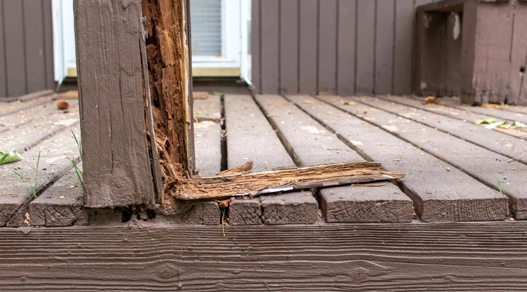 Signs of a Termite Infestation Termites in South Carolina