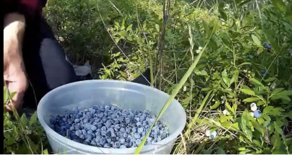 Blueberry Picking in Northern MN Go Explore Roseau