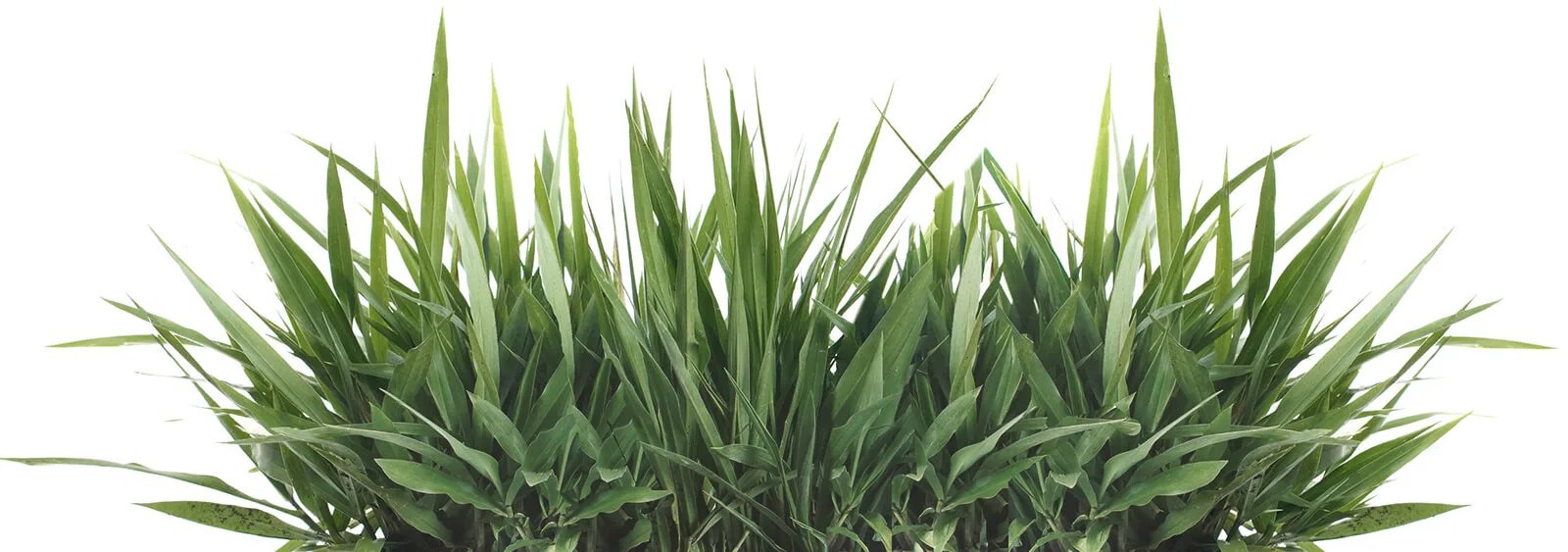 Explore Different Types of Grass Turfgrass Guide // Rubicon