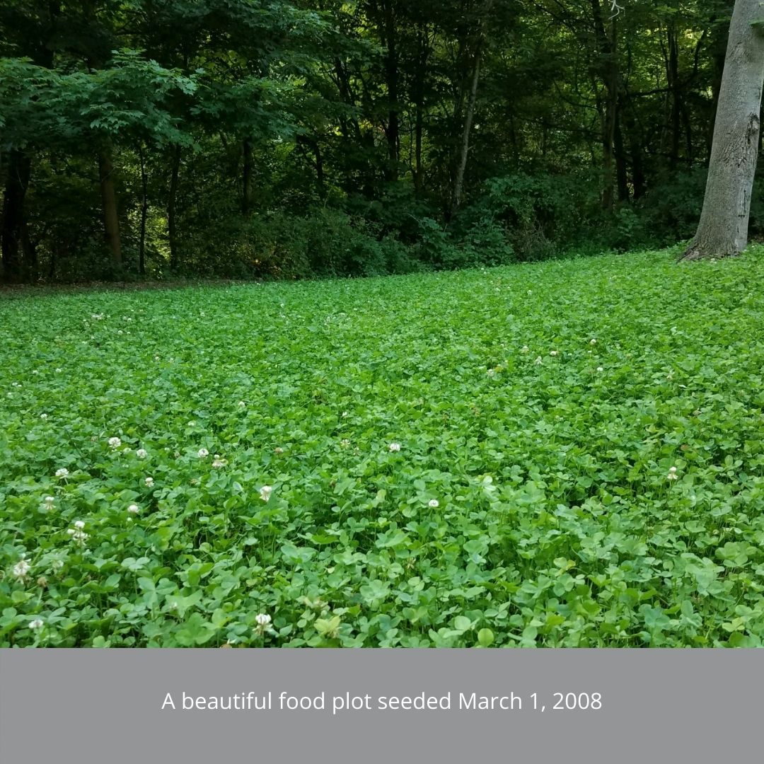 ABERLASTING WHITE KURA CLOVER Cover Crops Go Seed
