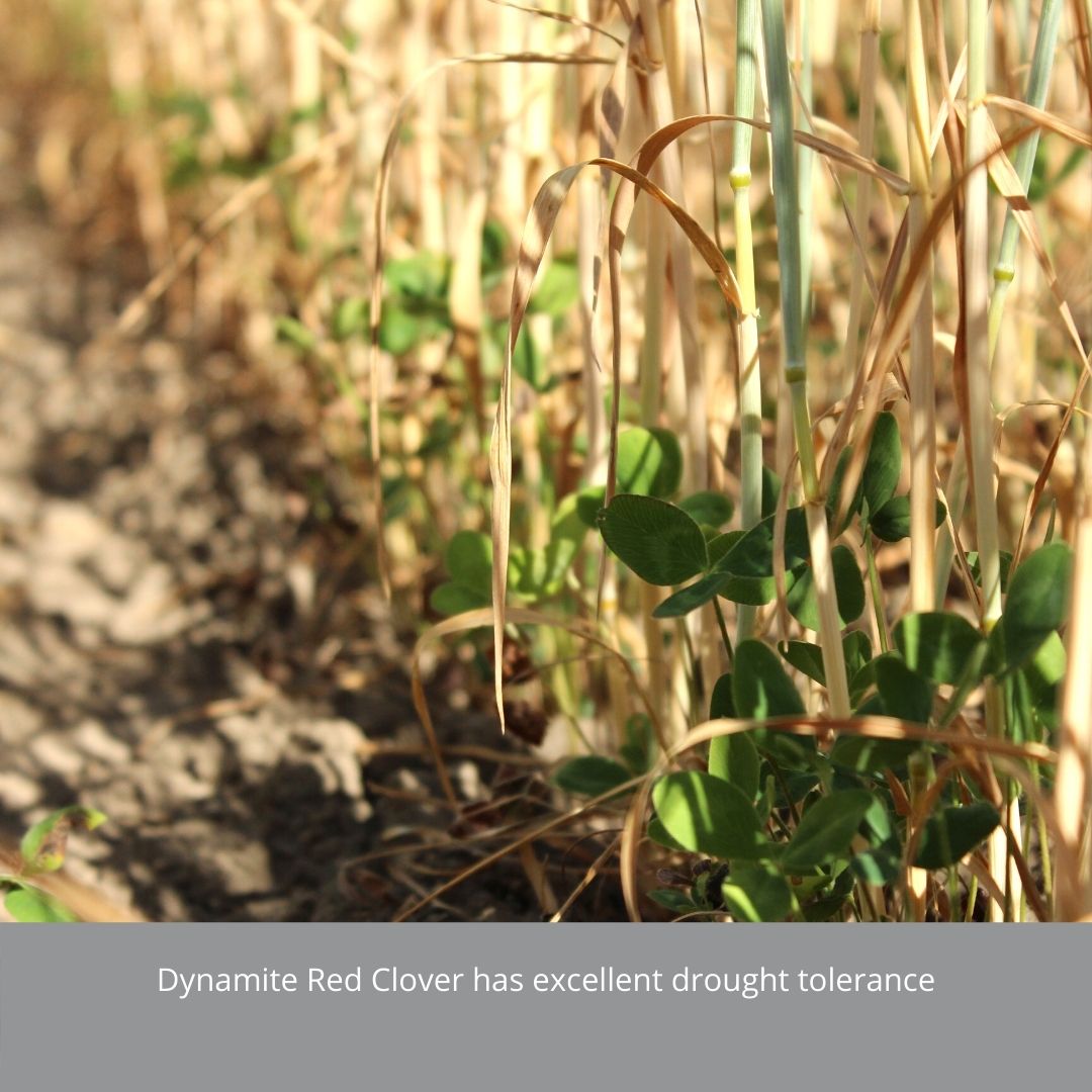 Dynamite Double Cut Red Clover Cover Crops Go Seed