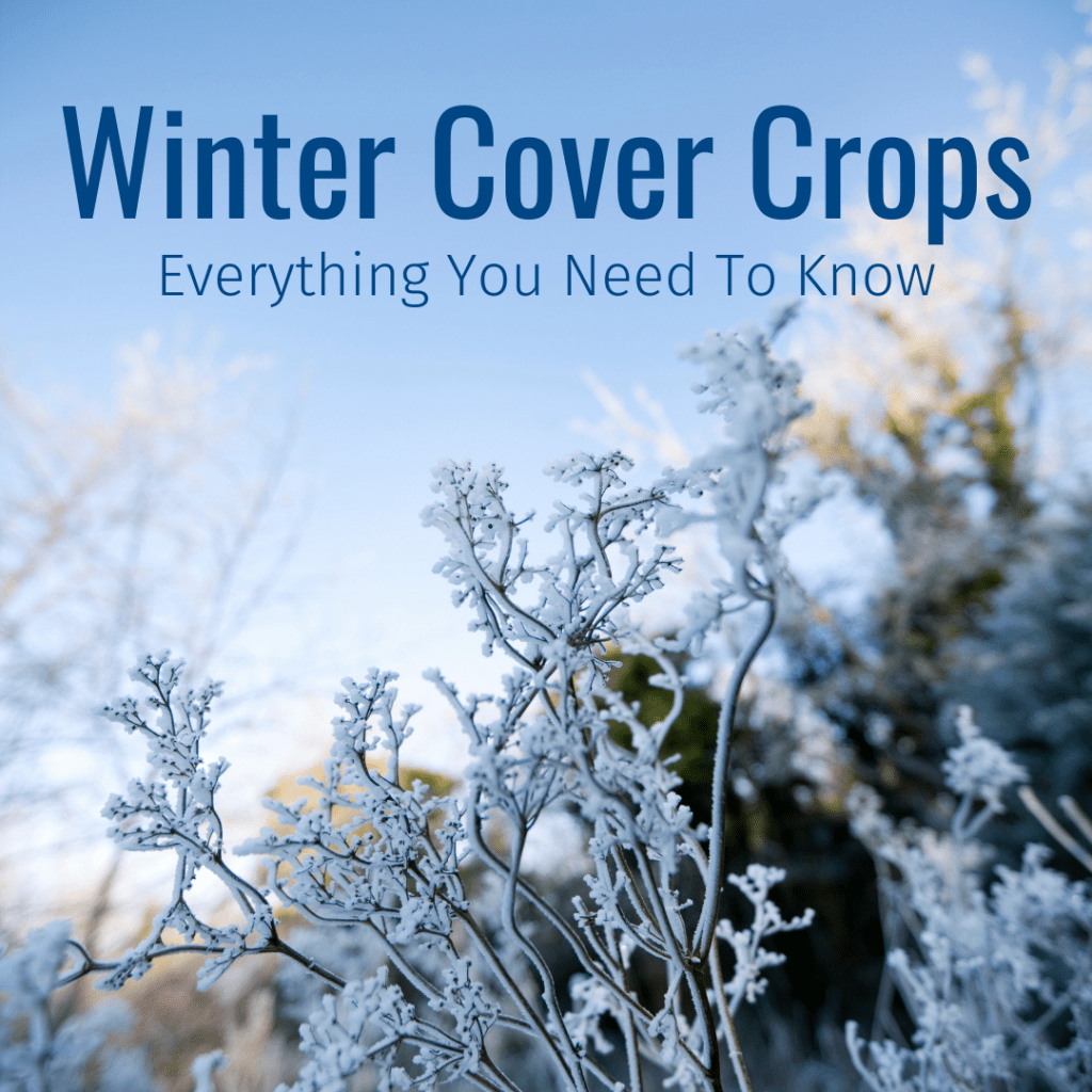 Winter Cover Crops What You Need To Know GO Seed